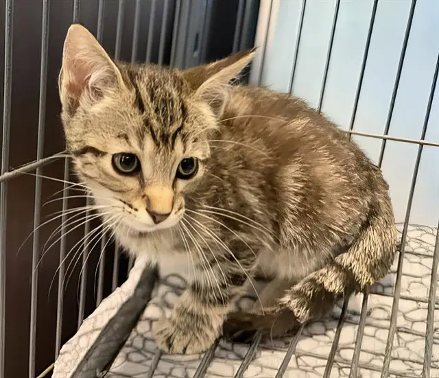 Sally - Domestic Short Hair