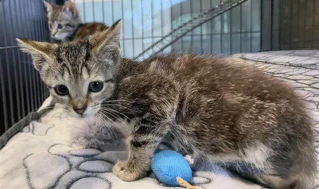 Sue - Domestic Short Hair