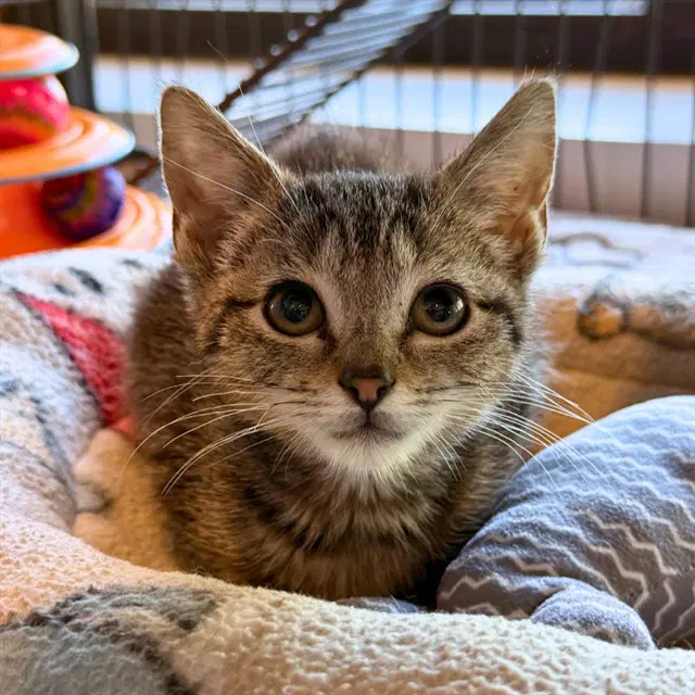 Sue - Domestic Short Hair