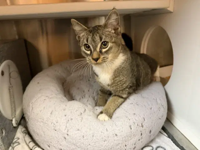 Mitten Kitten - Domestic Short Hair