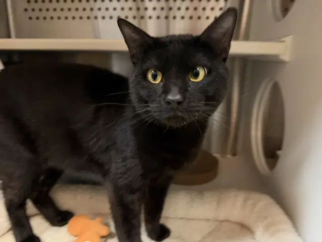Calvin - Domestic Short Hair