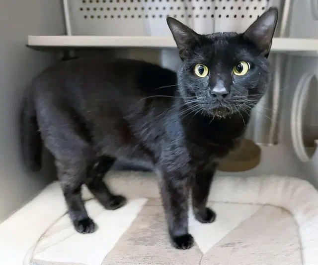 Calvin - Domestic Short Hair