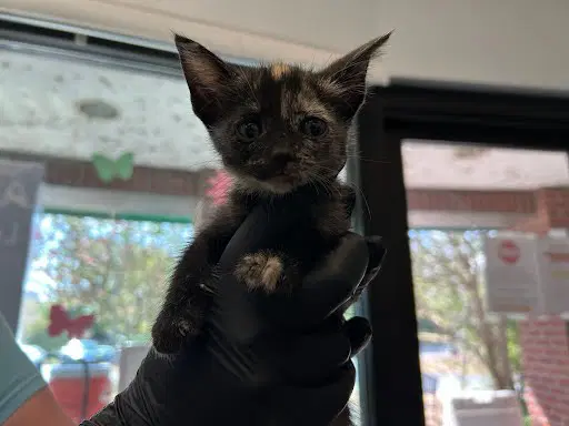 Pinky - Domestic Short Hair