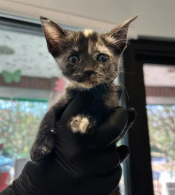 Pinky - Domestic Short Hair