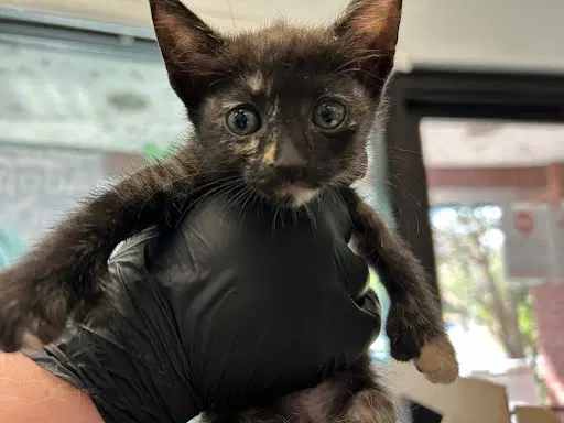 Ms Mittens - Domestic Short Hair
