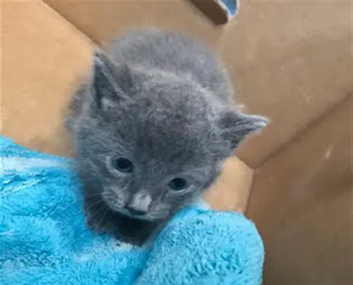 Hazel - Domestic Short Hair