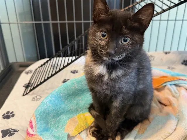 Polly - Domestic Short Hair