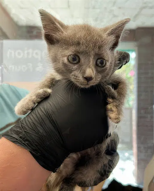 Thumbelina - Domestic Short Hair