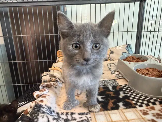 Thumbelina - Domestic Short Hair