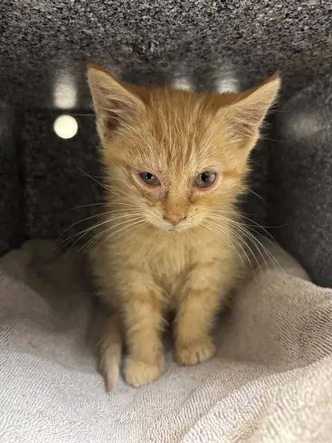 Calabaza - Domestic Short Hair