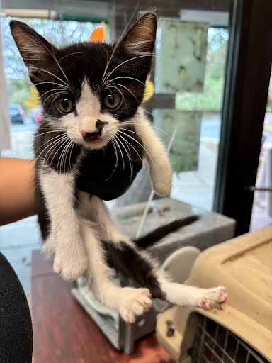Oliver