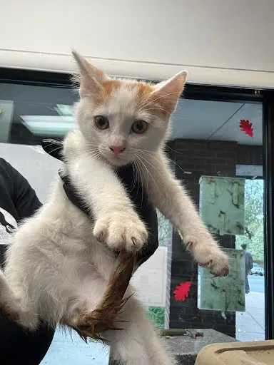 Oliver - Domestic Short Hair