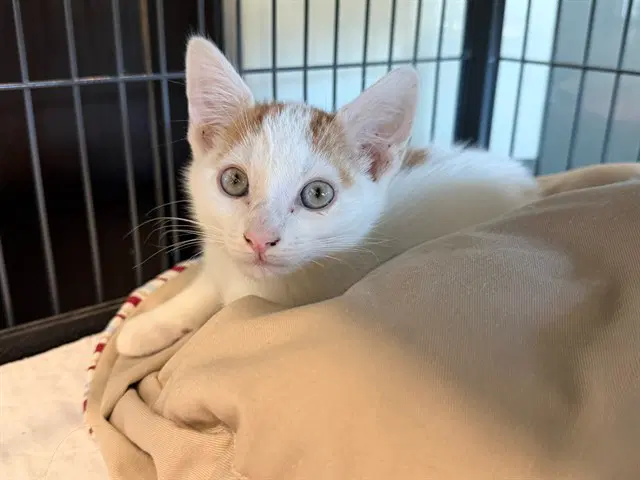 Oliver - Domestic Short Hair