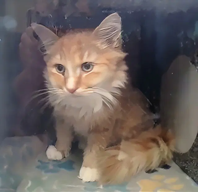Barnaby - Domestic Long Hair