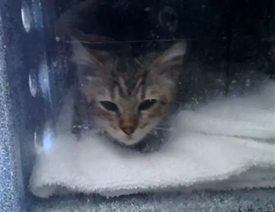 Unknown - Domestic Short Hair