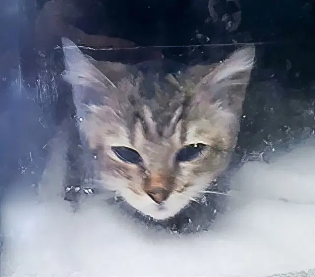 Unknown - Domestic Short Hair
