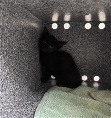 Binx - Domestic Short Hair