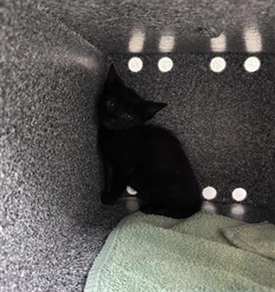 Binx