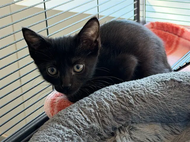 Binx - Domestic Short Hair