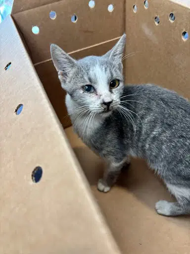 Ravenclaw - Domestic Short Hair