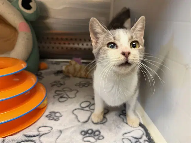 Ravenclaw - Domestic Short Hair