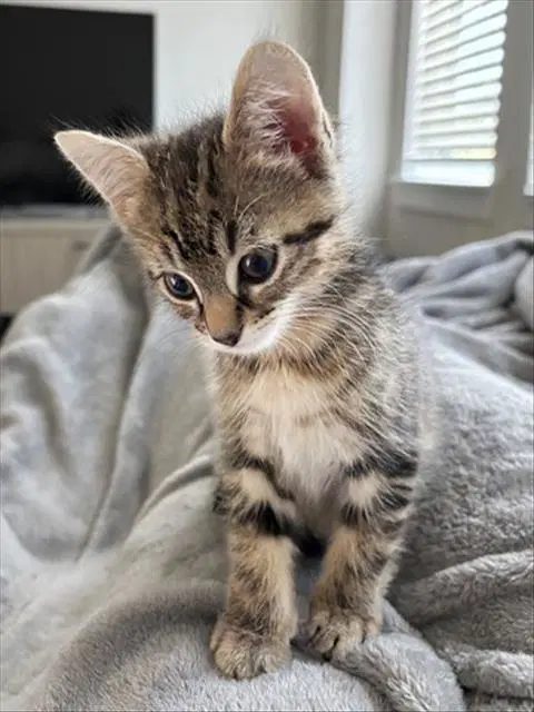 Sweet Dee - Domestic Short Hair