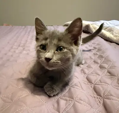 Lullaby - Domestic Short Hair