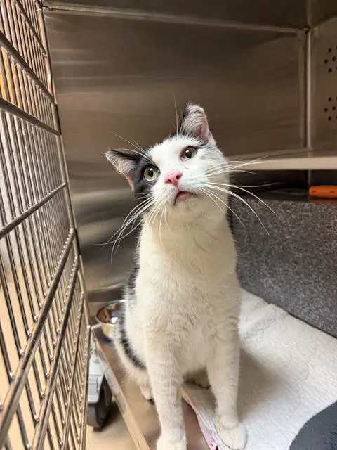 Marzipan - Domestic Short Hair