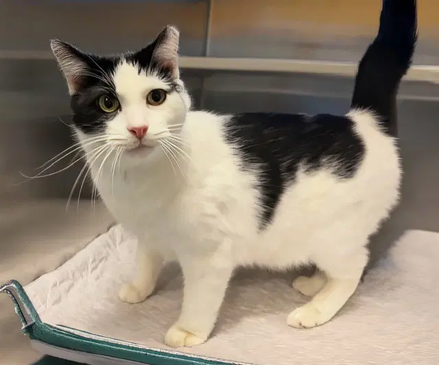 Marzipan - Domestic Short Hair
