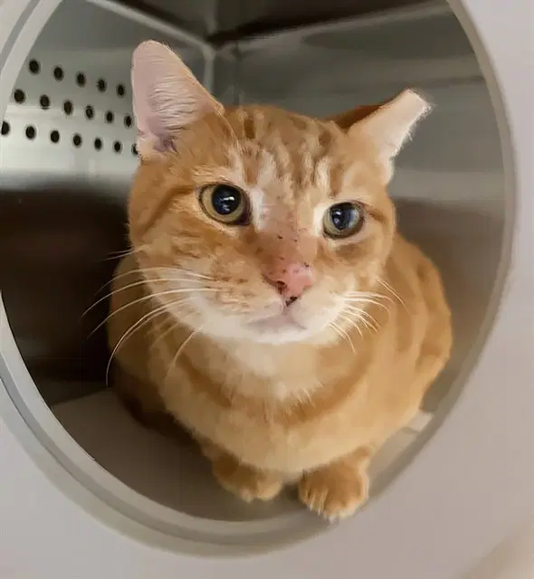 Unknown - Domestic Short Hair