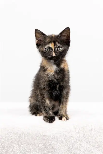 Tortellini - Domestic Short Hair