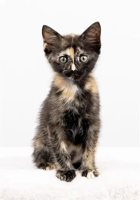 Tortellini - Domestic Short Hair