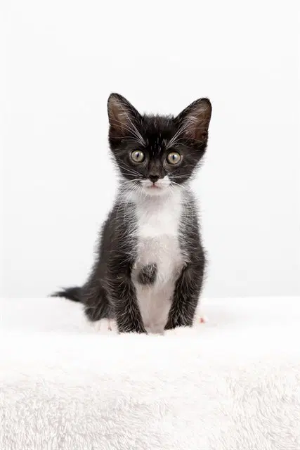 Rigatoni - Domestic Short Hair