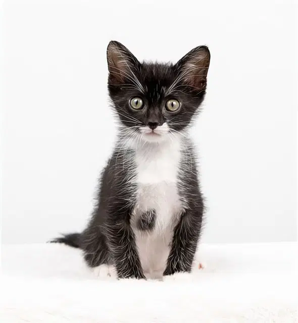 Rigatoni - Domestic Short Hair