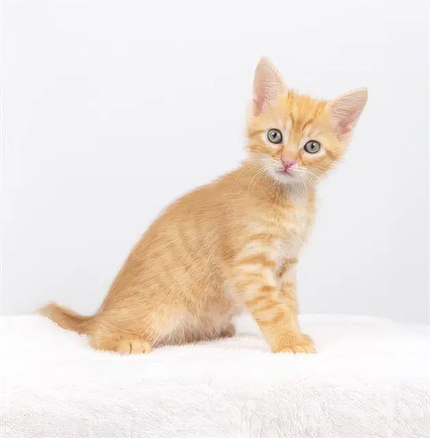 Macaroni - Domestic Short Hair