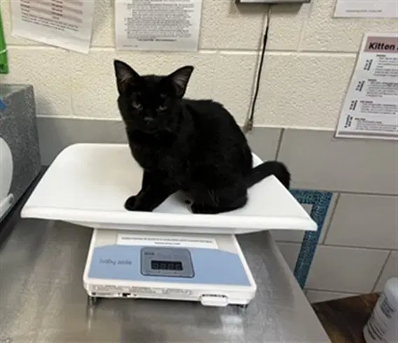 Hex - Domestic Short Hair