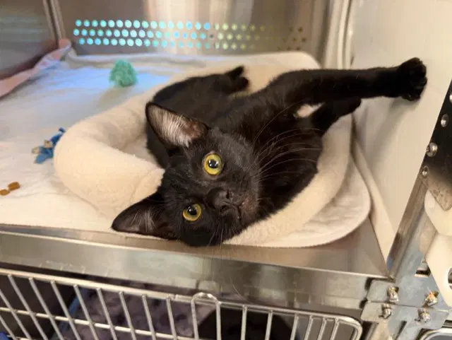Hex - Domestic Short Hair