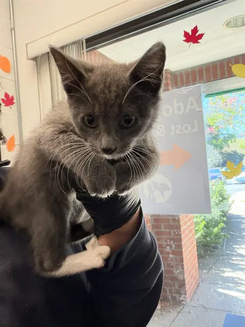 Boo - Domestic Short Hair