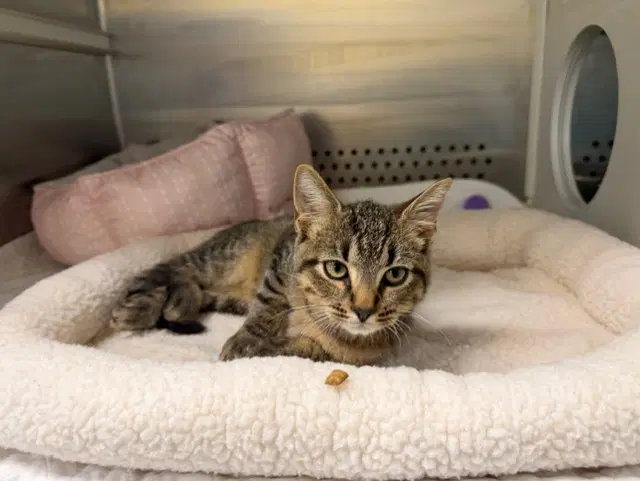Hobgoblin - Domestic Short Hair