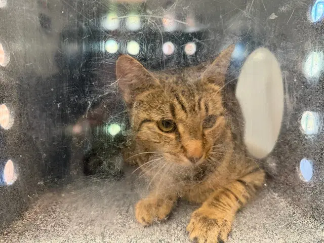 Autumn - Domestic Short Hair