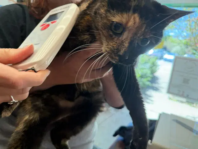 Chai - Domestic Short Hair