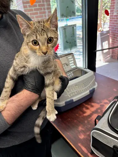 Ginger - Domestic Short Hair