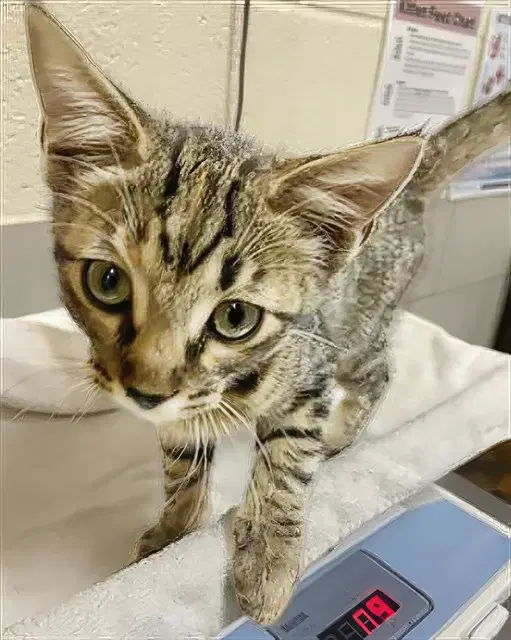 Hermione - Domestic Short Hair