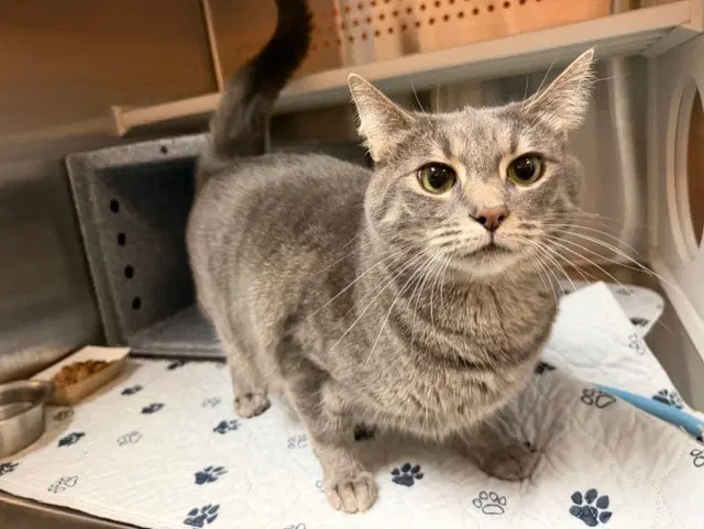 Smokey - Domestic Short Hair