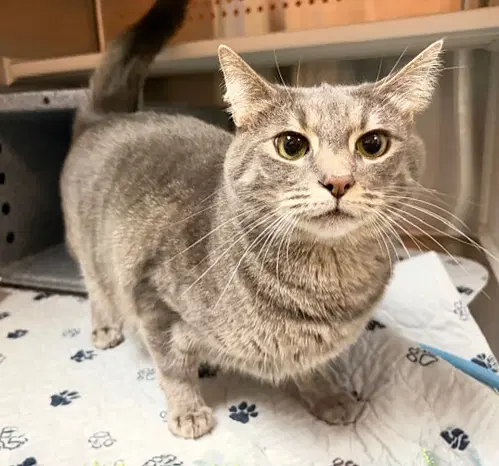 Smokey - Domestic Short Hair