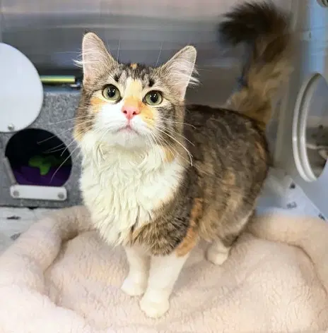 Cali - Domestic Long Hair