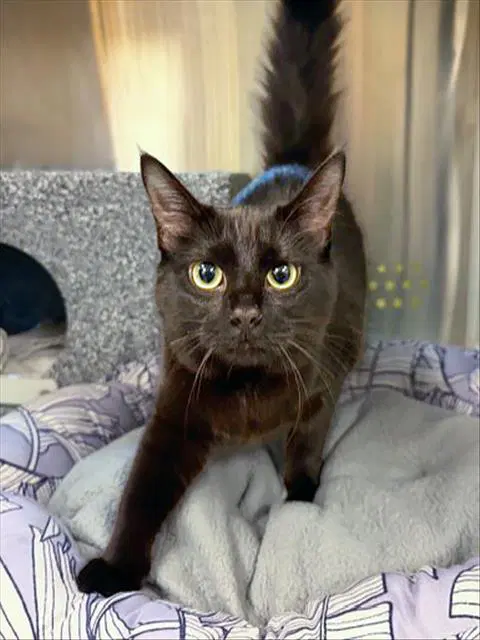 Bali - Domestic Long Hair