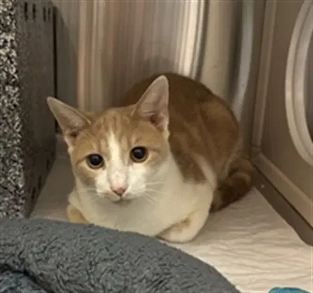 Tigra - Domestic Short Hair