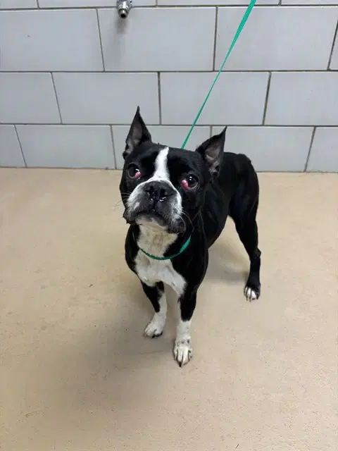 Freya - Boston Terrier