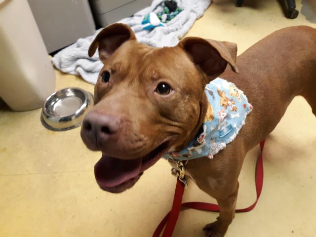 adoptable Dog in Lawrence, KS named BECKETT